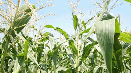 云南爆浆冰糖牛奶玉米,云南爆浆牛奶水果玉米