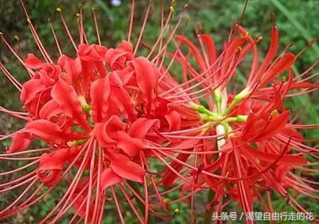 家里盆栽有这几样的赶紧扔掉,盆栽哪些绿植有毒性大