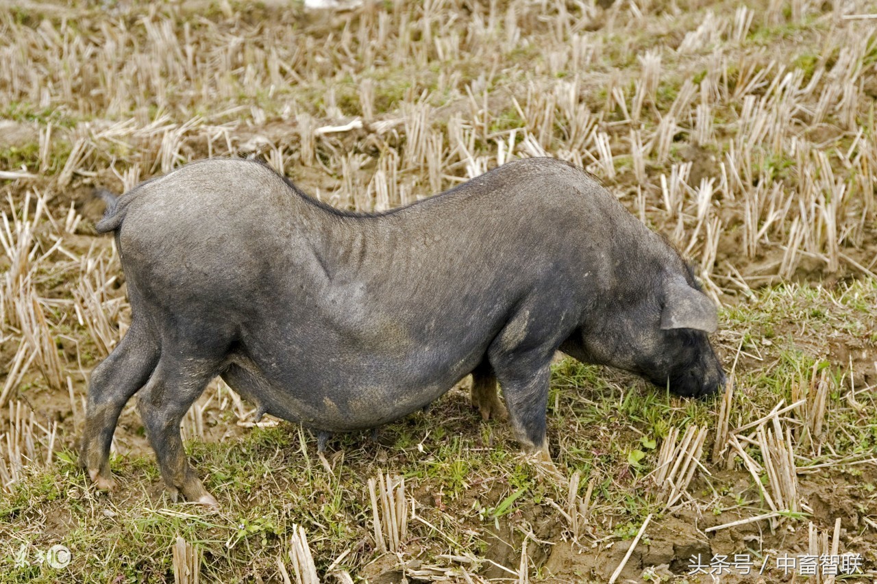 养猪如何防止旋毛虫病,猪蛔虫病防治方法