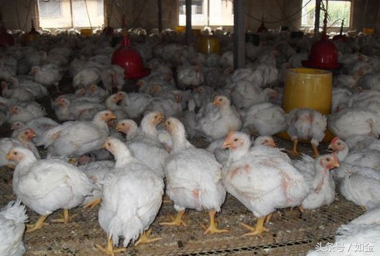 养殖肉鸡要注意哪些事项,养殖肉鸡需要什么手续