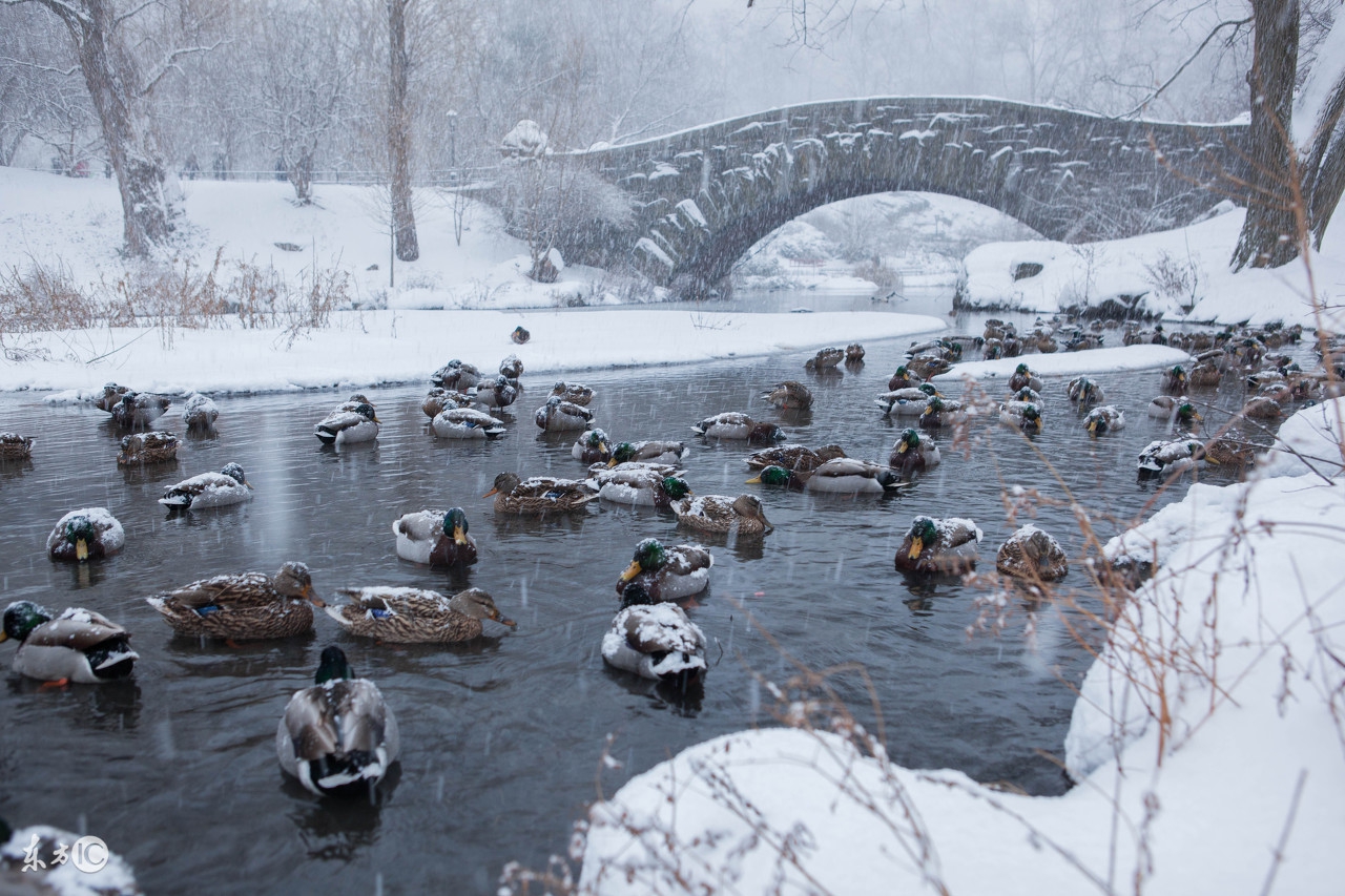 鸭子感染金黄色葡萄球菌,雏鸡得了葡萄球菌怎么治