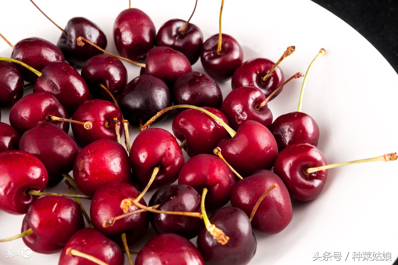 樱桃好吃，树却难种，做到这几点，樱桃长得好好的