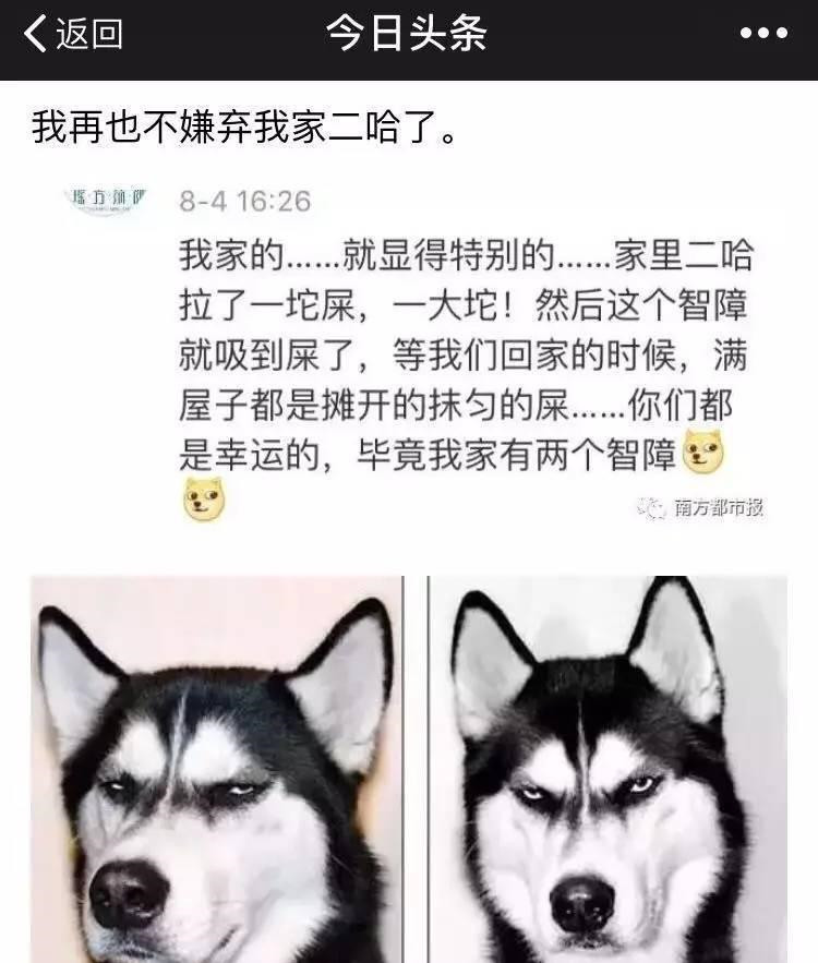 世界上最简单最好玩的狗狗玩具,狗狗各阶段玩的玩具