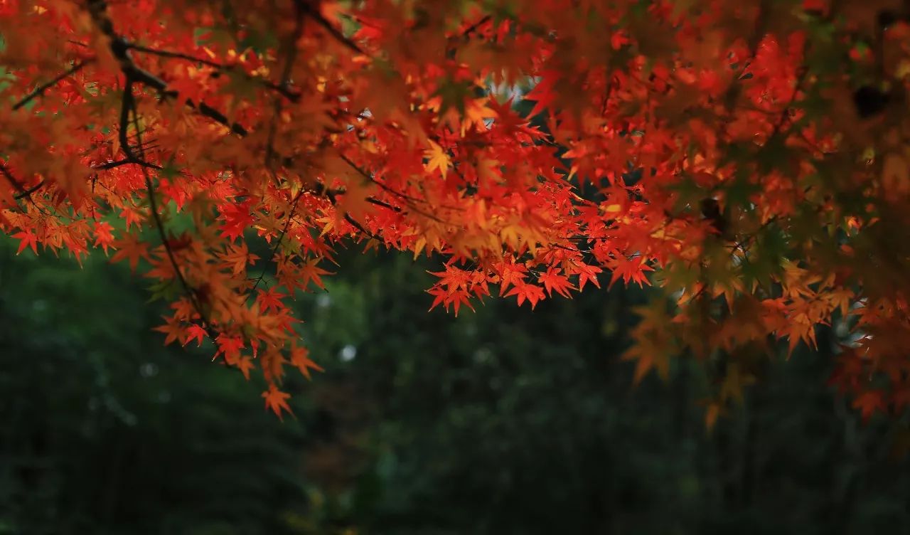 2018年浙江地方景点旅游日历大合集！含杭州，建德，温州，金华！
