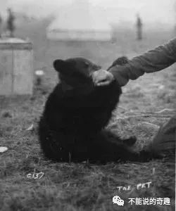 20美元被买下带回*队军**，50年后它成为红遍全球的小熊维尼