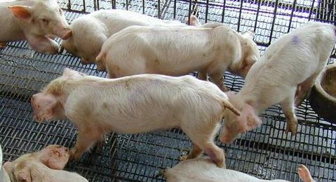 小猪吐黄色液体是什么引起的,小猪吐黄色液体