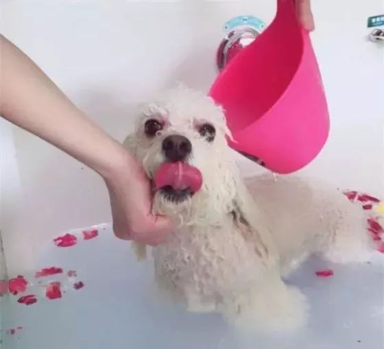 铲屎官宠物诊所,铲屎官宠物医院优惠