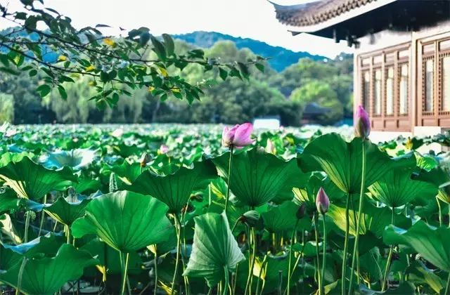 2018年浙江地方景点旅游日历大合集！含杭州，建德，温州，金华！