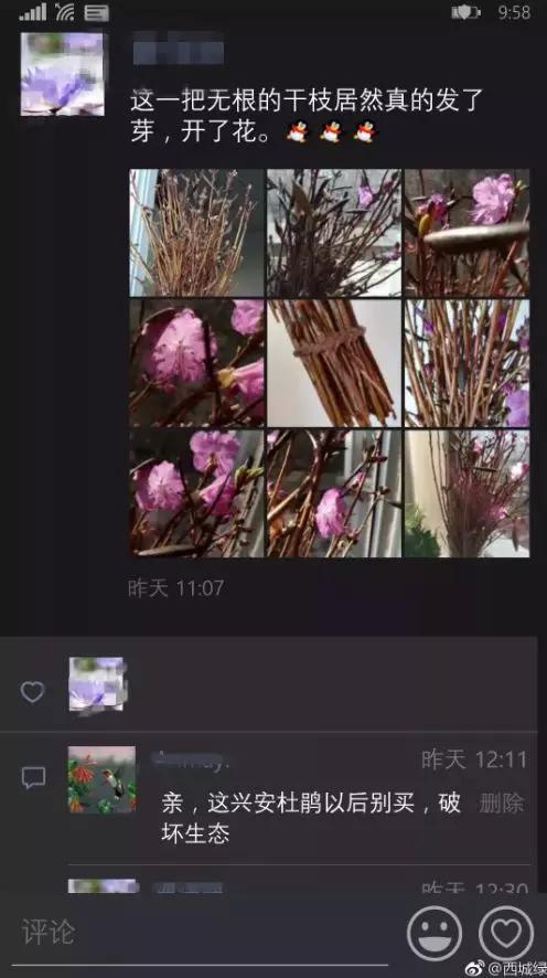 “杜鹃起死回生”刷爆朋友圈：20元一束被指破坏生态