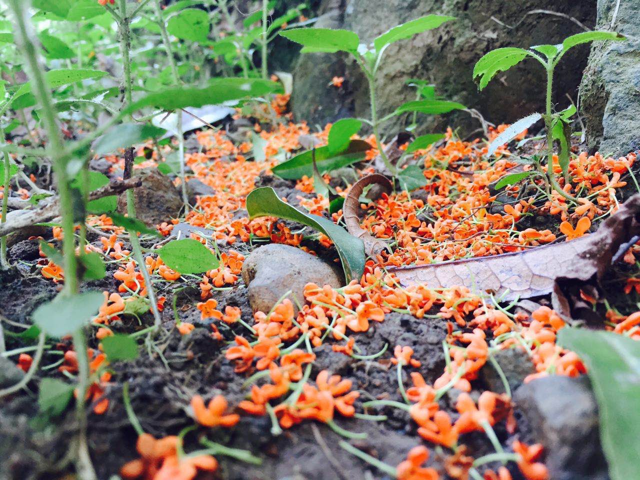 2018年浙江地方景点旅游日历大合集!含杭州,建德,温州,金华!