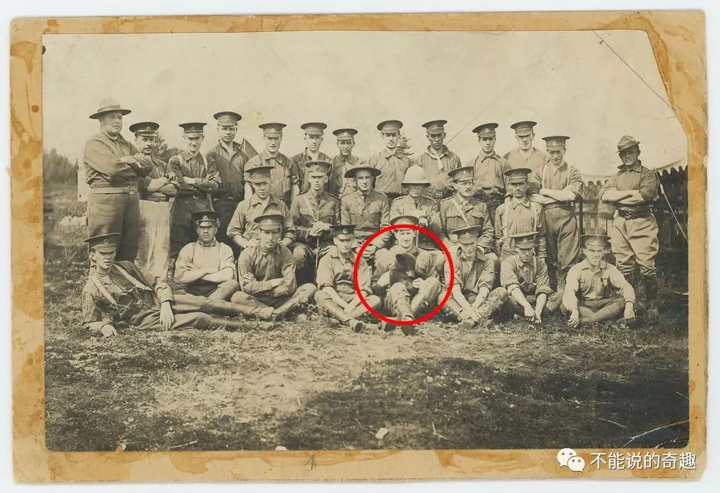 20美元被买下带回*队军**，50年后它成为红遍全球的小熊维尼