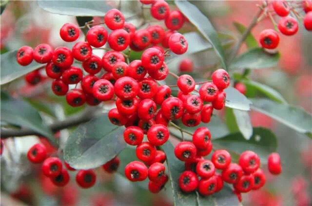 救命粮火棘果做酒怎么做,救命粮火棘果能做什么