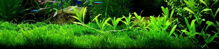 水草缸内怎样防治藻类生长,水草缸的藻类需要处理吗