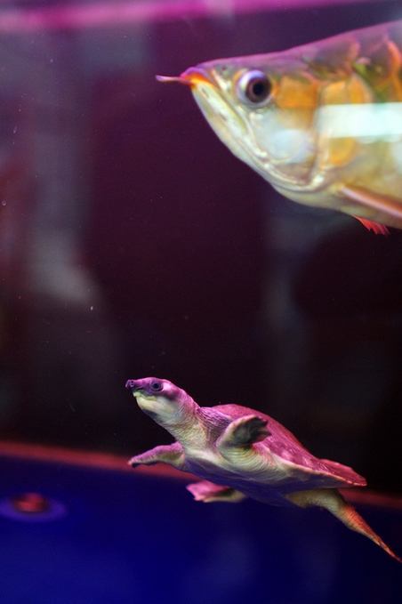 怎样让龙鱼保持良好体型,宠物龙护理