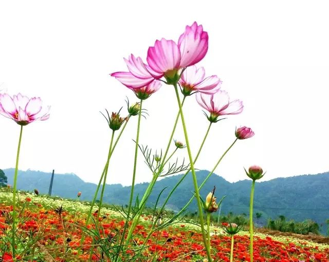 2018年浙江地方景点旅游日历大合集!含杭州,建德,温州,金华!