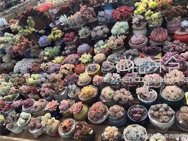美爆了的韩国多肉植物大棚