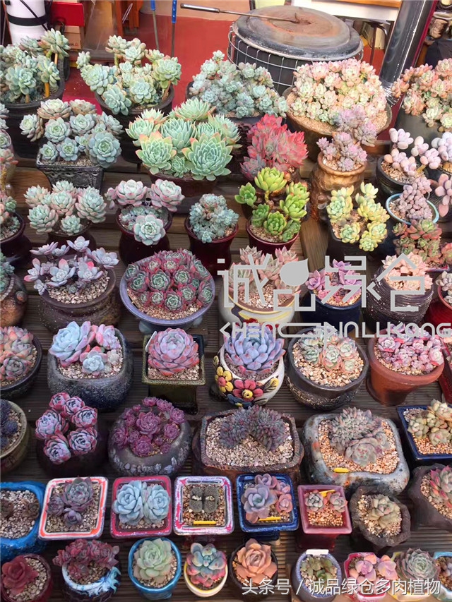 美爆了的韩国多肉植物大棚
