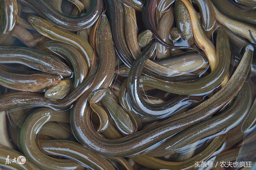 鳝鱼美味吗,鳝鱼美味哪些人不能吃