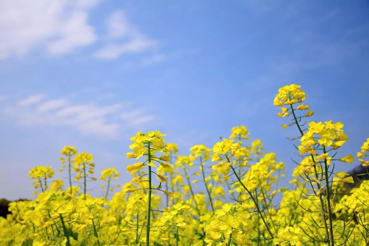 2018年浙江地方景点旅游日历大合集！含杭州，建德，温州，金华！