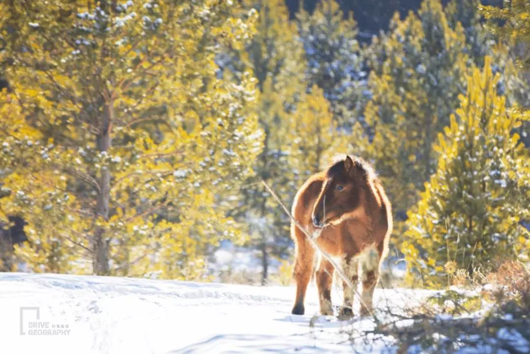 坝上雪乡自驾游攻略,自驾塞北雪乡丰宁坝上