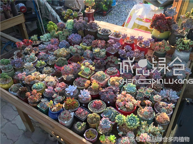 美爆了的韩国多肉植物大棚