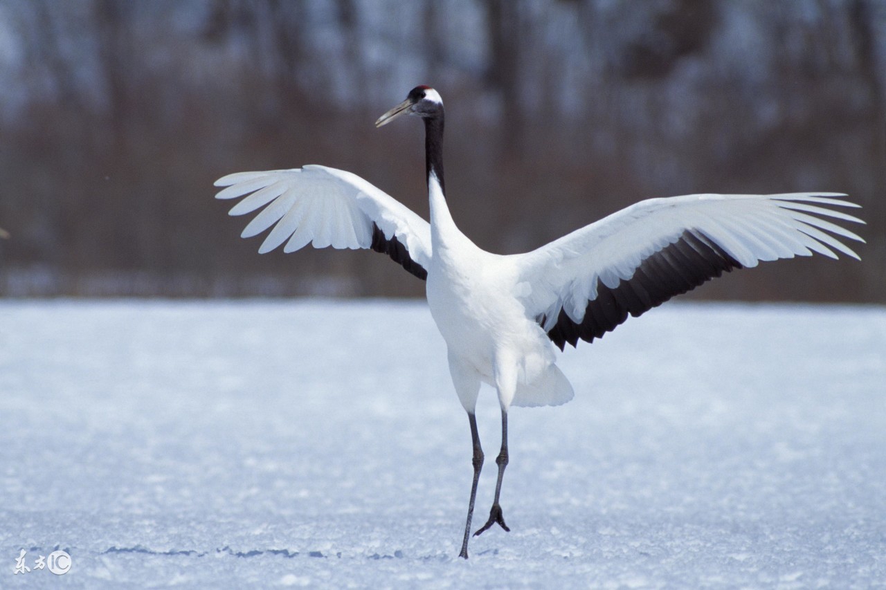 五禽戏真传第一鹤戏