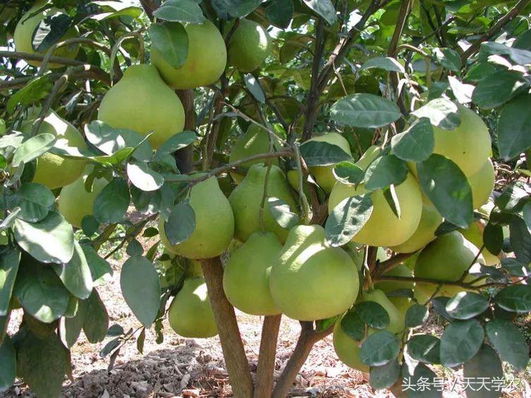 红美人柑橘和沃柑哪个品种更甜,这几年比较火的柑橘品种