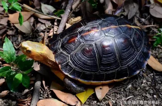 龟类推荐,龟类最新信息
