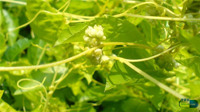 再造生血片这个药怎么样,益气维血片治疗缺铁性贫血好吗