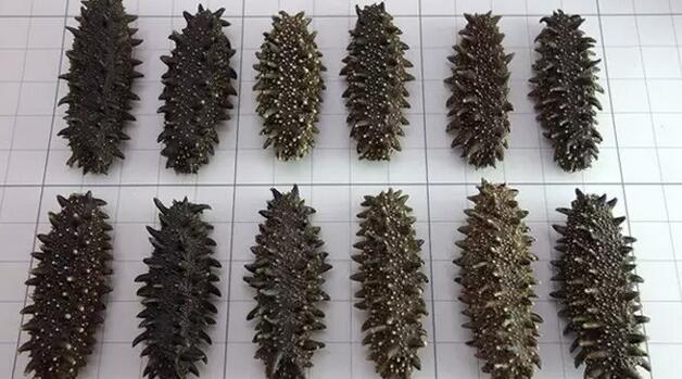 海参有上千种都是一样的吗,全世界海参有多少品种