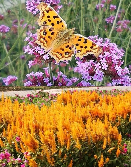 北京国际鲜花港直播,北京国际鲜花港可以带狗狗吗