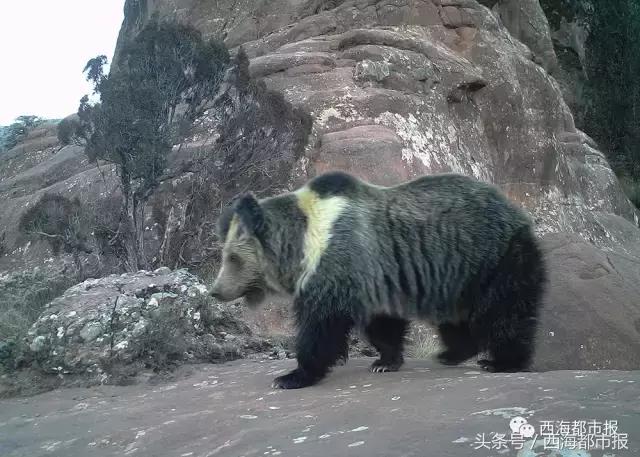 青海最惹眼的“尕网红”!“单挑哥”“白娘子”“老哇爷”