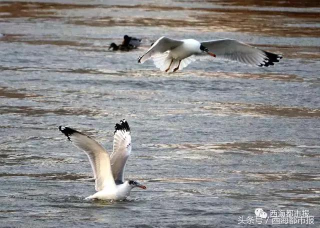 青海最惹眼的“尕网红”!“单挑哥”“白娘子”“老哇爷”