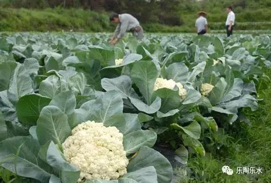 只有绿叶菜容易农药残留？你太天真了！