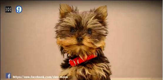 博美十大最适合懒人养的狗排名,十大蠢狗排名博美犬