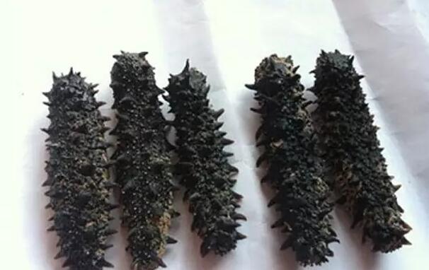 带您了解世界海参,你知道全球有多少种鲨鱼吗