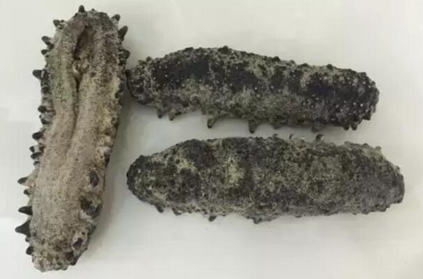 带您了解世界海参,你知道全球有多少种鲨鱼吗