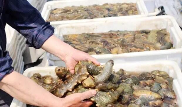 海参也有很多种,全世界所有可以吃的海参