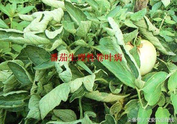 番茄叶面卷曲是什么原因,番茄新叶向下卷曲皱缩