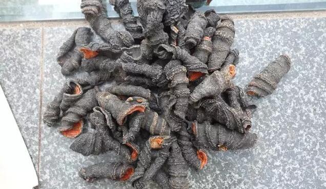 带您了解世界海参,你知道全球有多少种鲨鱼吗