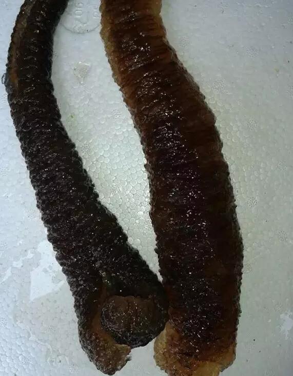 你知道世界上的鱼类有多少个,你知道的海底世界有多少种鱼