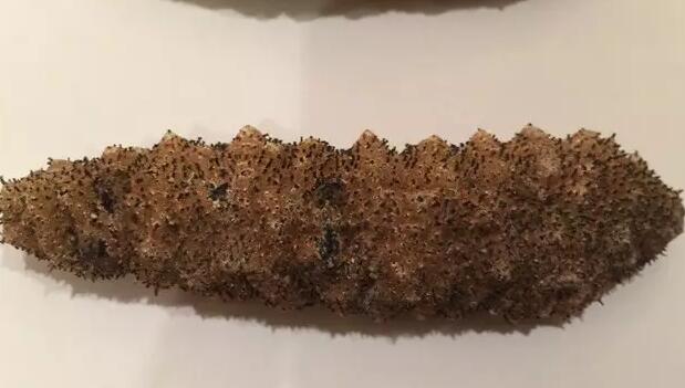 带您了解世界海参,你知道全球有多少种鲨鱼吗