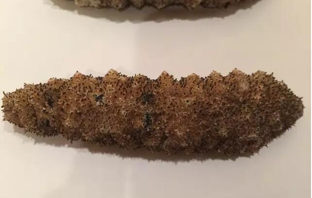 海参也有很多种,全世界所有可以吃的海参