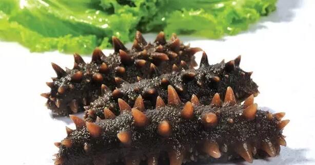 带您了解世界海参,你知道全球有多少种鲨鱼吗