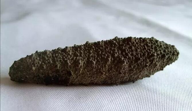 带您了解世界海参,你知道全球有多少种鲨鱼吗