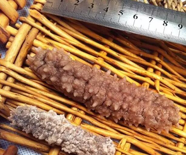 海参也有很多种,全世界所有可以吃的海参