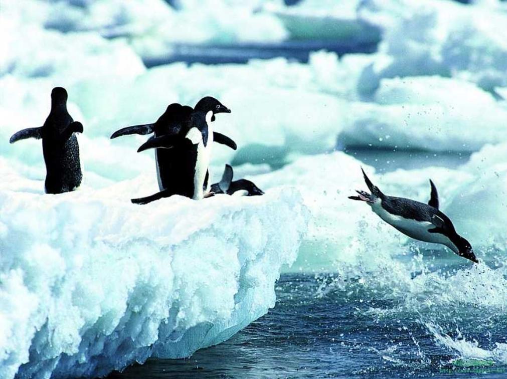 小企鹅不爱吃饭,小企鹅的可爱之处