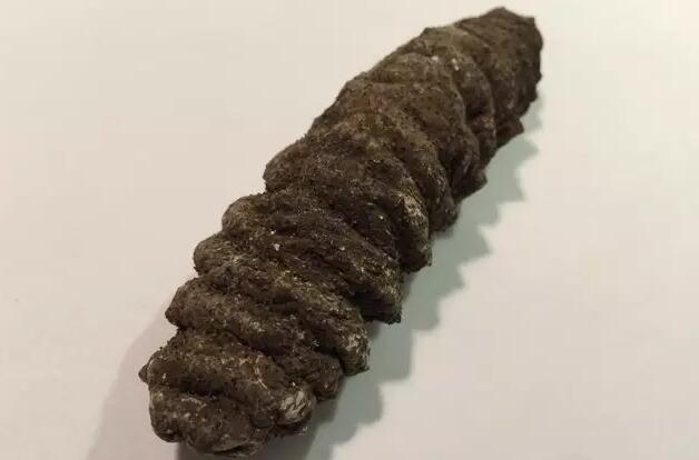 你知道世界上的鱼类有多少个,你知道的海底世界有多少种鱼