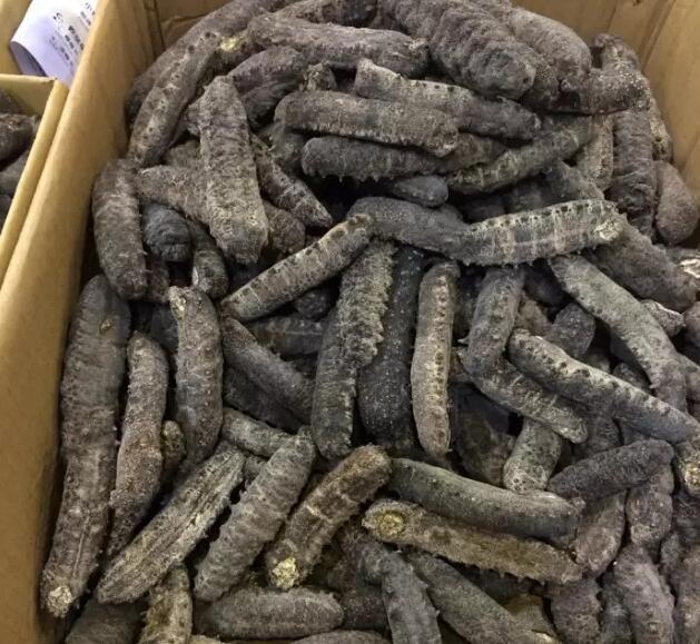 海参也有很多种,全世界所有可以吃的海参