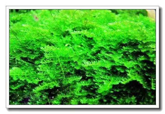 鱼缸水草种植新手入门教程,水族养殖小技巧